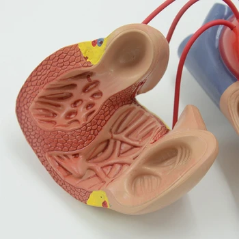 Človeško Srce Anatomija Model 1:1 Življenju Velikost Zaslona Držalo za Srce Študija Srce Bypass Predstavitev